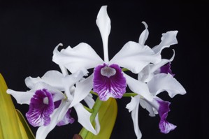 Laelia purpurata SVO Darkest AM/AOS 84 pts.